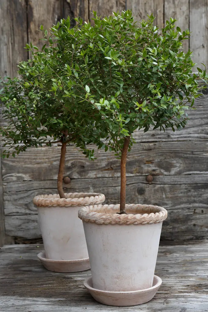 Emilia Raw Rosa Pot & Saucer Set