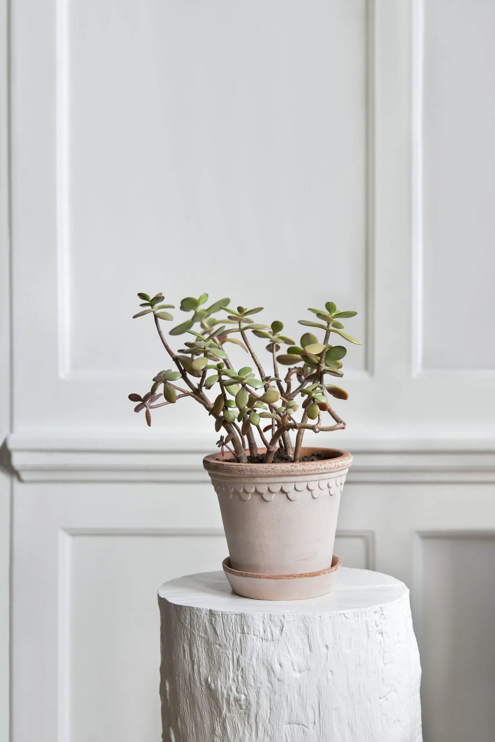 Copenhagen Pot & Saucer Set Raw Rosa